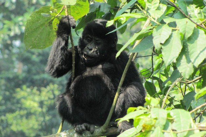 3 Day Gorilla Trekking Budget Safari In Uganda Inclusions