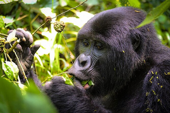 3-Day Gorillas Trekking and Batwa Experience - Overview of the Experience