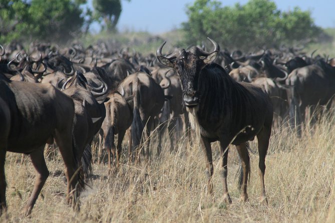 3 Day Maasai Mara Group Joining Safari Safari Overview