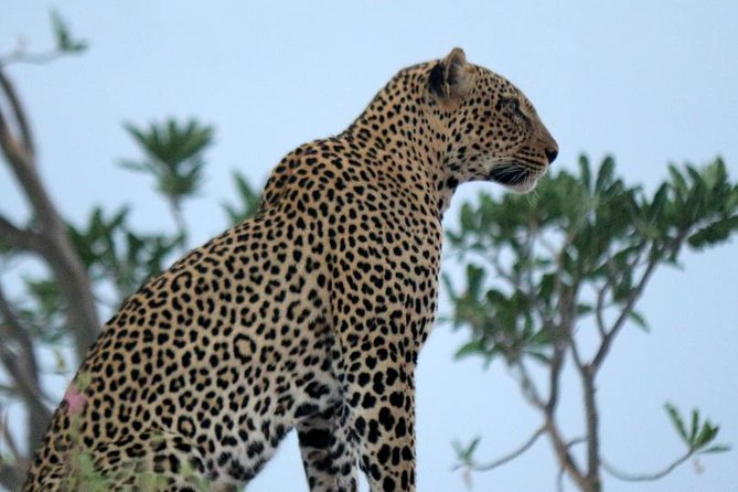 3 Day Maasai Mara Guided Safari From Nairobi Highlights Of The Safari