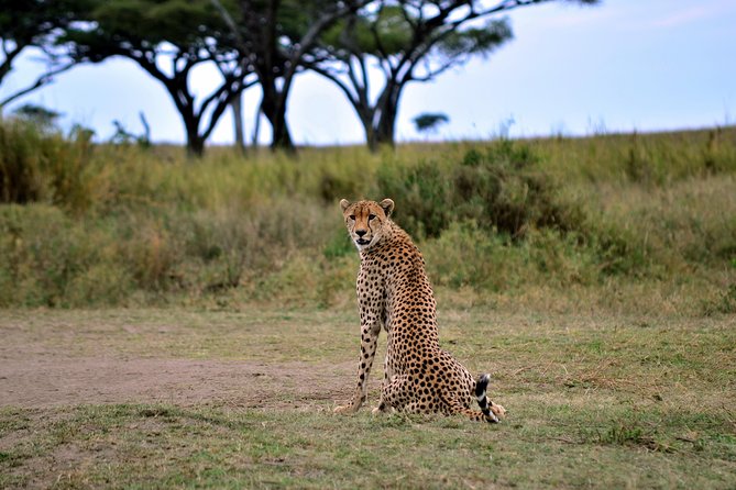 3 Day Masai Mara Safari Tour To See The Big Five And Wildebeest Migration Tour Overview