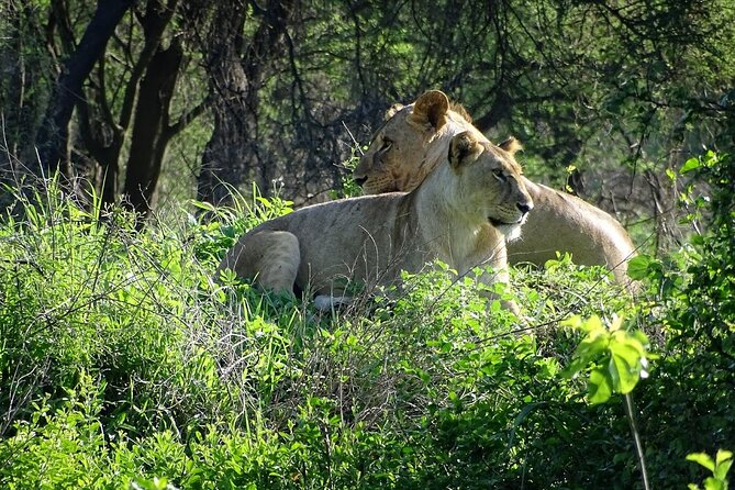 3 Day Ngorongoro Crater Manyara And Tarangire Safari From Arusha Overview Of The Safari