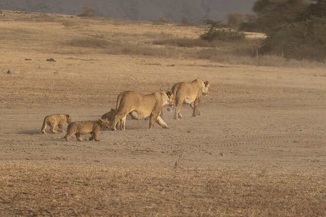 3 Day Small Group Tanzania Safari Tour From Arusha Accommodation And Meals