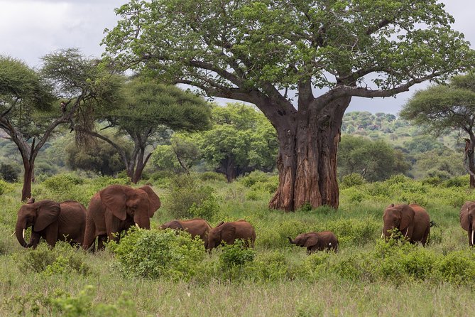 3 Day Tanzania Safari Tarangire And Ngorongoro Crater Safari Overview