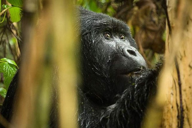 3 Day Tour To Uganda Gorilla Trekking Bwindi Forest Gorilla Trekking In Bwindi Forest