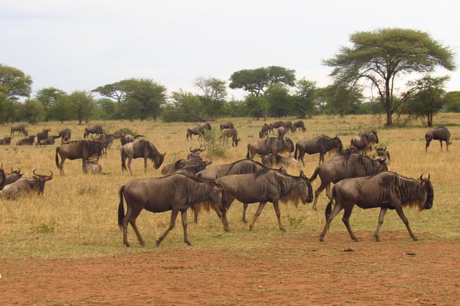 3 Days 2 Nights Masai Mara Mid Range 4 X 4 Jeep Safari Tour Overview