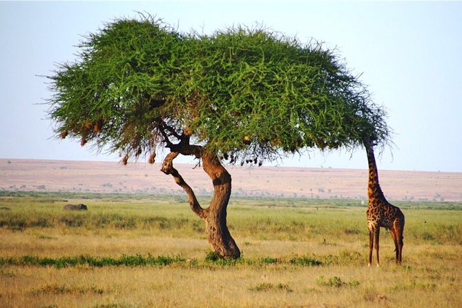 3 Days, 2 Nights Safari Amboseli National Park And Tsavo West Adventure Safari Safari Overview