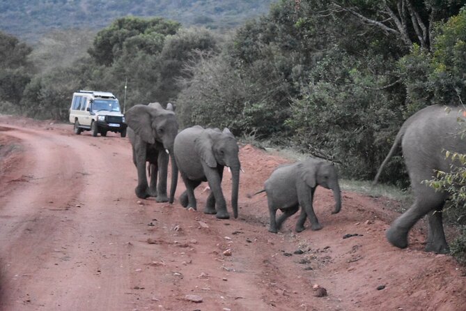 3 Days Group Joining Safari to Maasai Mara With a Land Cruiser Jeep - Maasai Mara National Reserve