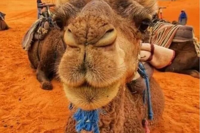 3 Days Group Tour From Marrakech To Merzouga Desert Camel Trekking And Sandboarding