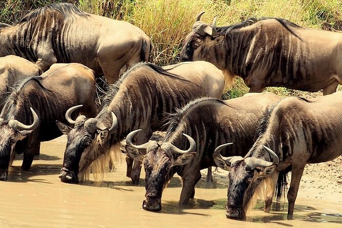 3 Days Masai Mara Camping Safari - Overview of the Safari