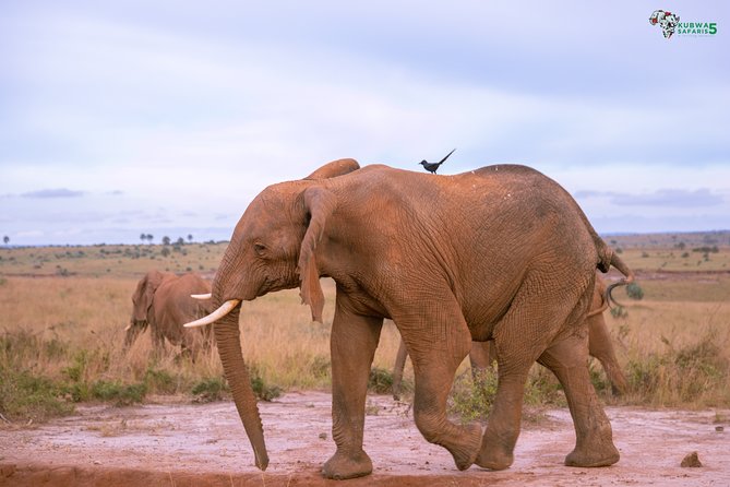 3 Days Wild Tour Queen Elizabeth National Park Safari Uganda Encountering Diverse Wildlife And Habitats