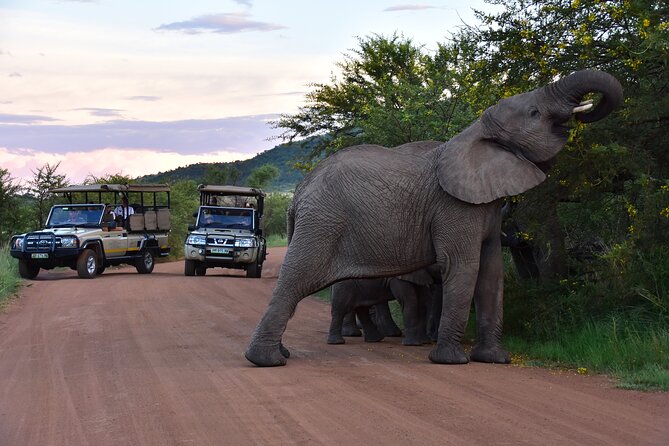 3 Hour Private Game Drive Of Pilanesberg National Park Overview Of The Experience