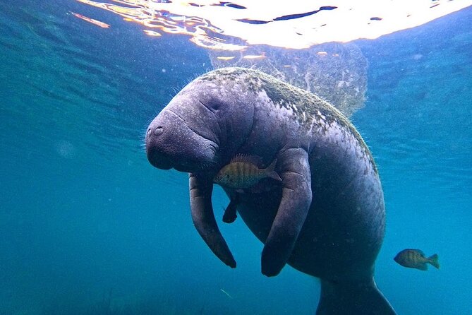 3 Hour Small Group All Inclusive Manatee Swim With Photo Package Tour Overview