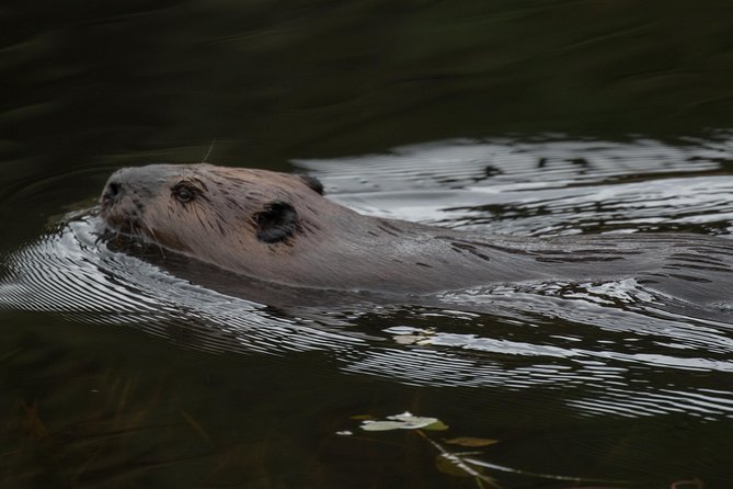 3 Hour Vip Electric Canoe Photography Tour (private, Price Is For 2 People) Activity Details