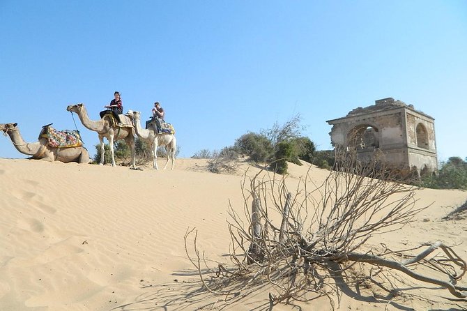 3 Hours Camel Ride In Essaouira, Beach And Dunes Tour Overview