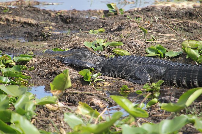 30-Minute Airboat Ride, Lunch, Gem Mining and Park Admission - Included Activities