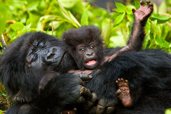 4 Day Gorilla Trekking & Golden Monkeys Tour Overview