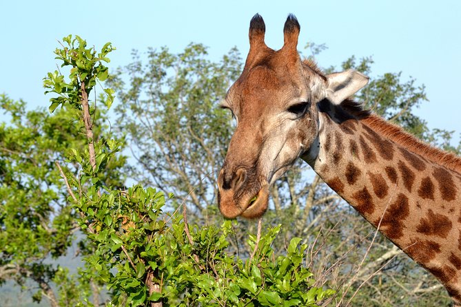 4-Day Kruger National Park Safari From Johannesburg - Overview of Kruger National Park