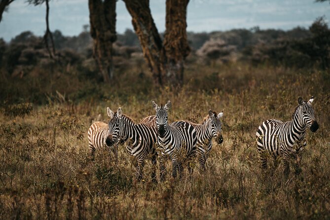 4 Day Maasai Mara And Lake Nakuru Safari From Nairobi Itinerary Overview