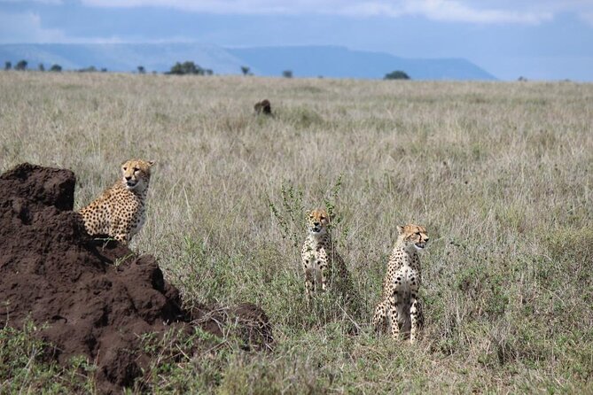 4 Day Safari From Arusha: Tarangire, Serengeti And Ngorongoro Overview Of Safari Tour