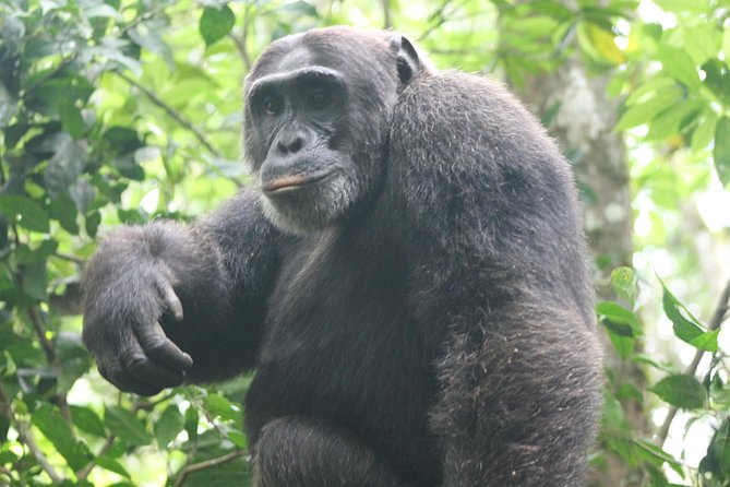 4 Day Uganda Gorilla Trekking And Wildlife Safari Inclusions