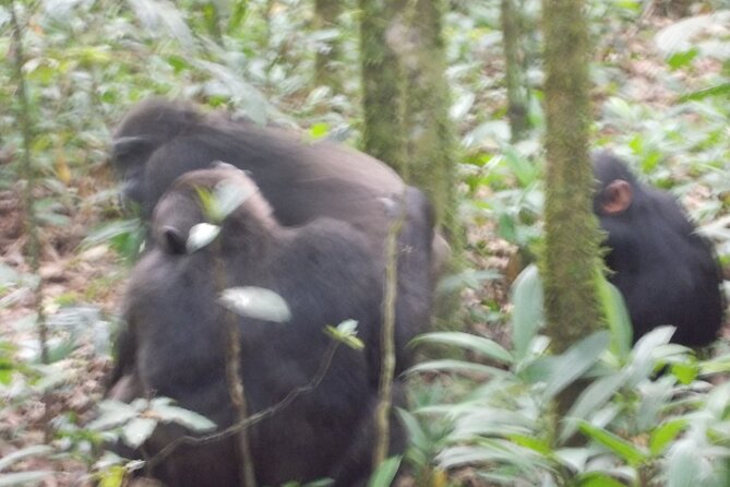 4 Days Gorilla And Chimps Trek Safari Tour Overview