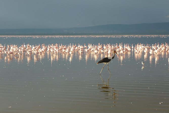 4 Days Safari To Lake Nakuru N/p And Maasai Mara N/r Explore Lake Nakuru National Park