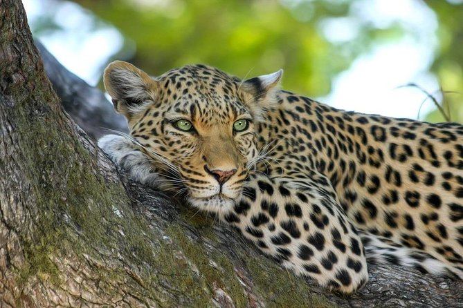 4 Days Tarangire,Serengeti & Ngorongoro Crater Budget Lodge Safari Tour Tanzania - Key Inclusions and Exclusions