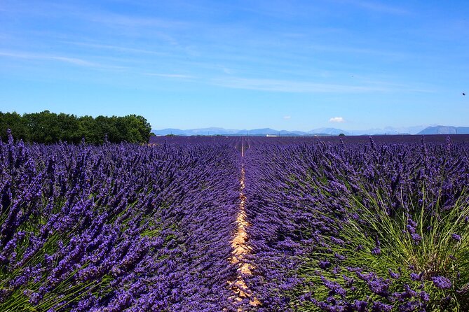 4-Hour Lavender Fields Tour in Valensole From Aix-En-Provence - Tour Overview