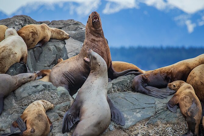 4 Hour Morning Whale Watching Tour Tour Overview