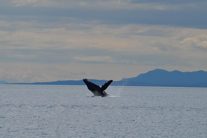 4 Hour Zodiac Whale And Wildlife Tour Tour Overview