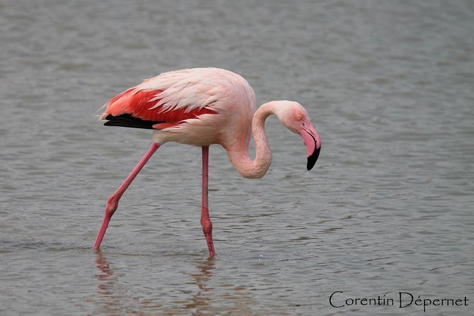 4x4 Camargue Safari 4h - Private Tour - Departure From Arles - Tour Details