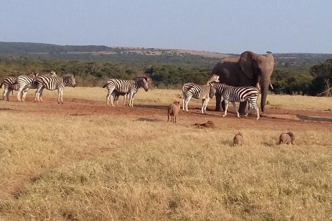 5 Day Cape To Addo Safari Garden Route Small Group Tour Overview Of The Safari