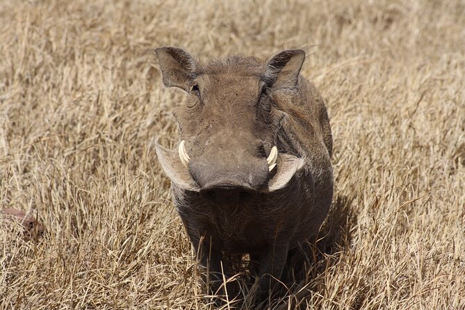 5 Day Private Camping Safari Tour In Tanzania Overview Of Tour