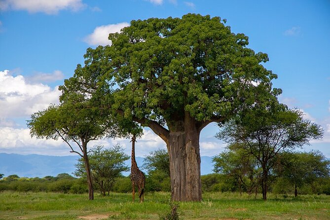 5 Day Safari Tour To Tarangire Lake Manyara And The Ngorongoro Tour Overview