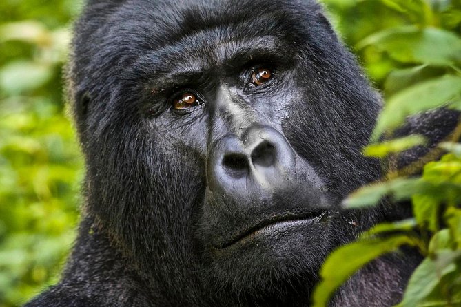 5 Days Gorilla & Wildlife Safari In Uganda Tour Overview