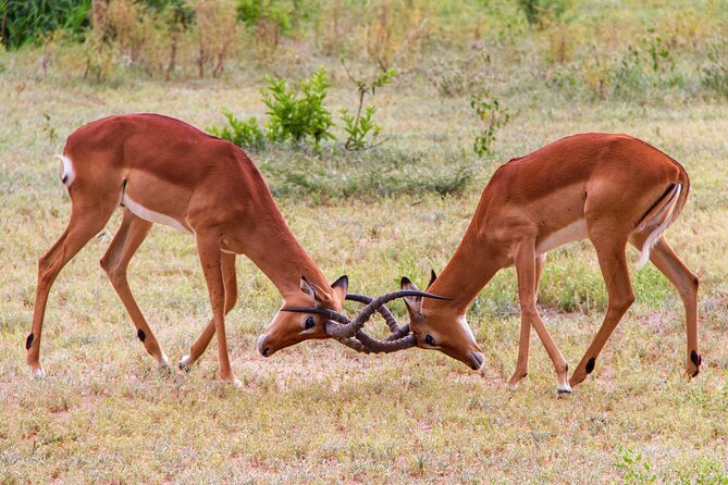 5 Days Lodge Luxury: A Taste of Tanzania Safari - Included Amenities