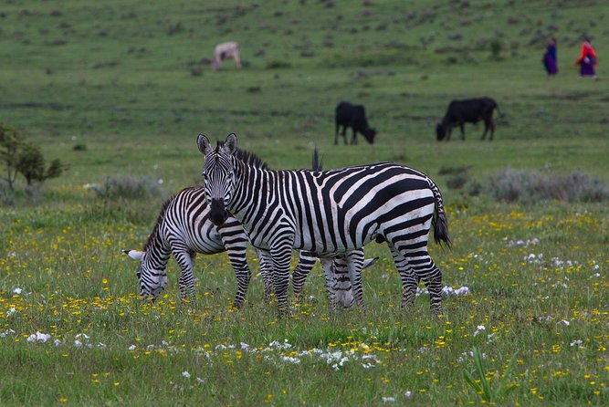 5 Days Tarangire, Serengeti, Ngorongoro & Manyara Mid-Range Camping Safari Tour - Tour Highlights