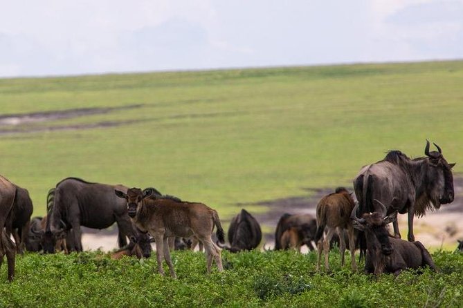 5 Days Tarangire,serengeti,ngorongoro&manyara Camping Safari Tour Tanzania Camping Safari Overview