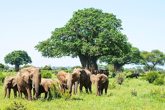 6 Day Group Camping Safari Tarangire Serengeti Ngorongoro Manyara Safari Overview