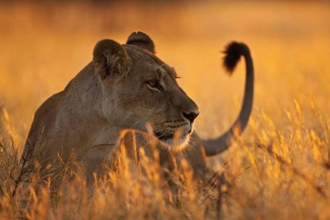 6 Days 5 Nights Lodge Safari Tarangire, Manyara, Serengeti & Ngorongoro Crater Inclusions