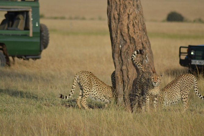 6 Days Amboseli, Lake Nakuru And Masai Mara Overview Of Safari Package