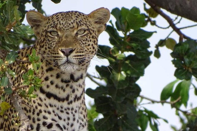 6 Days Tanzania Classic Safari Inclusions