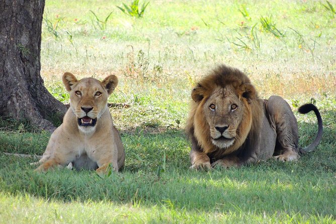 6 Days Tarangire, Serengeti, Ngorongoro & Manyara Joining Safari Tour Tanzania Exploring Tarangire National Park