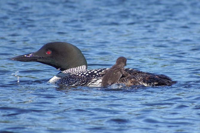 6 Hour Algonquin Park Canoe Trip - Activity Summary