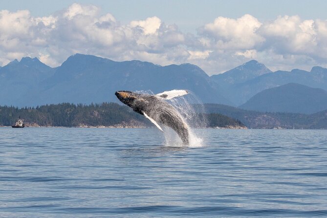 6 Hour Whale Watching Tour With Lunch Included Highlights And Inclusions