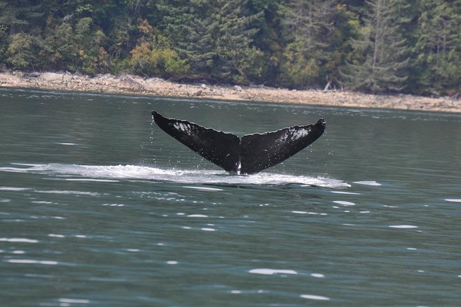 6 Hour Zodiac Whale Watching Tour Tour Details