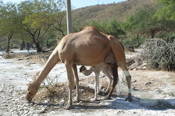 6 Hours Guided Salalah A Combination Of East And West Tour Tour Overview