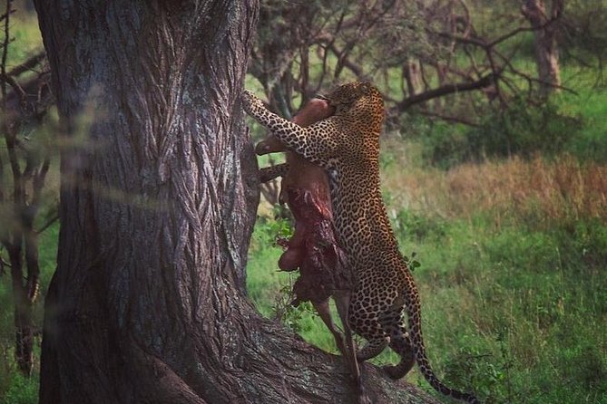 7 Days Great Migration Safari - Serengeti Exploration