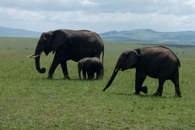 7 Days Maasai Mara - Lake Nakuru - Lake Naivasha - Amboseli Safari - Overview of the Safari Tour